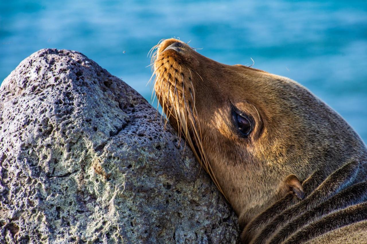 Finch Bay Galapagos Hotel Puerto Ayora  Kültér fotó